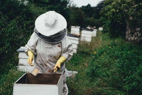 colmenas inteligentes abejas