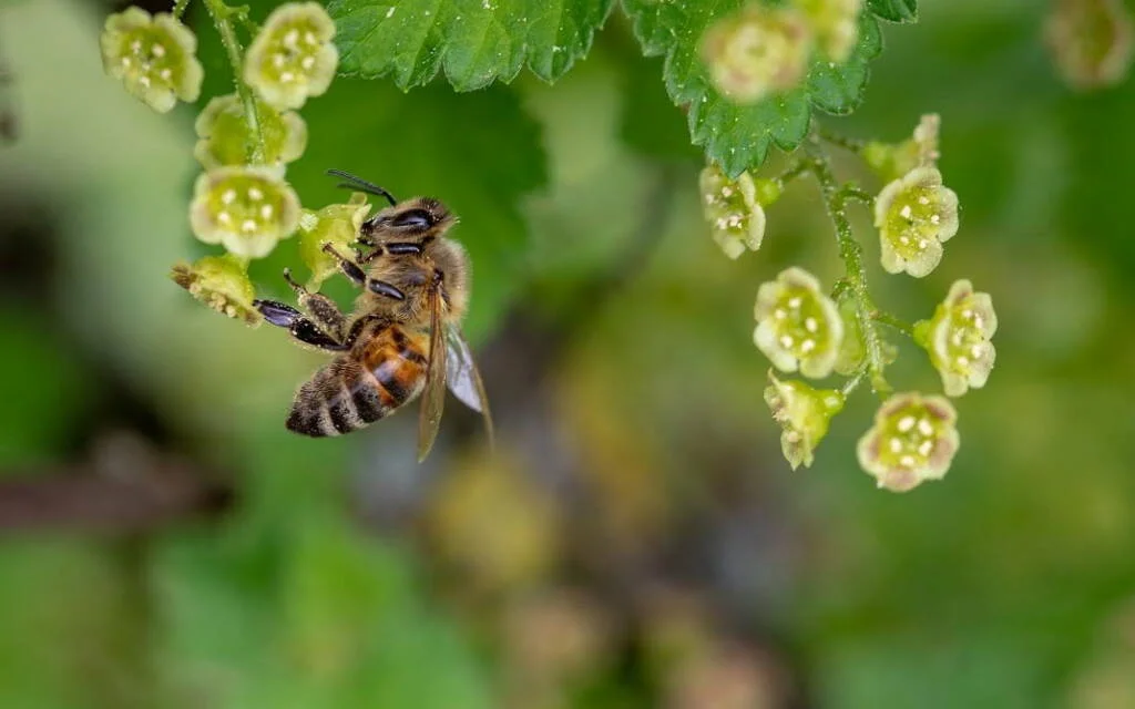salvar las abejas colmenas inteligentes t-systems