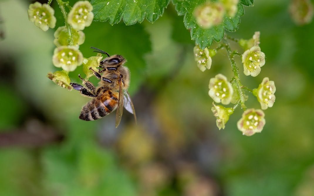 Colmenas inteligentes: La inteligencia artificial se alía con la apicultura  para preservar las abejas