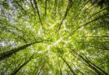 sostenibilidad en las tic green IT