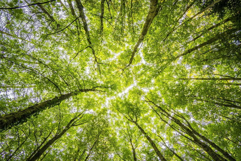 sostenibilidad en las tic green IT ESG